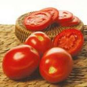 Зейна F1 - томат детерминантный, 1000 семян, May Seed (Турция) фото, цена